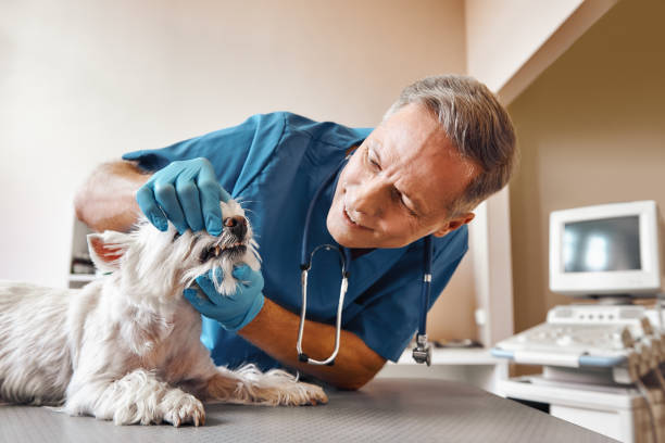 Best Dentist Open Late Near Me  in Cerro Gordo, IL